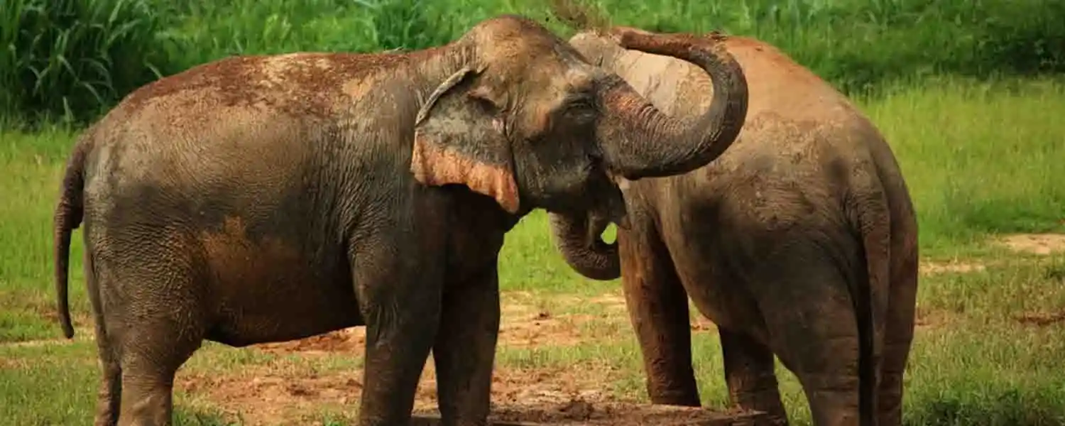 Elephant Hills-1